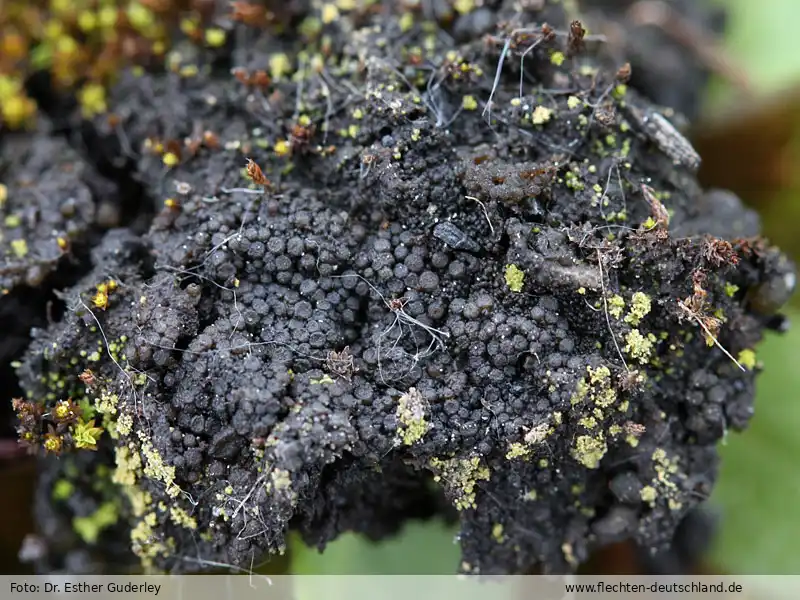 Habitus | Foto von Dr. Esther Guderley