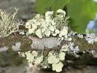 Ramalina fastigiata (Pers.) Ach.