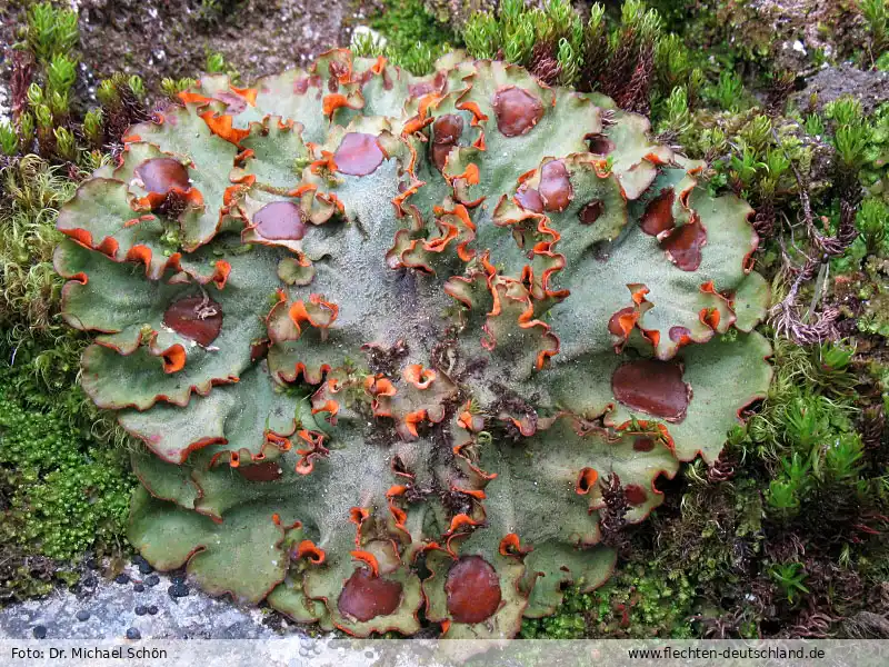 Habitus | Foto von Dr. Michael Schön