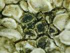 Sphaerellothecium propinquellum (Nyl.) Cl. Roux & Triebel