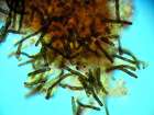 Taeniolina scripta (P. Karst.) P. M. Kirk