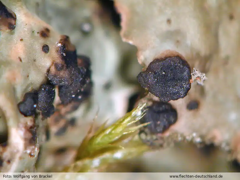 Habitus | Foto von Wolfgang von Brackel