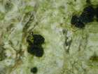 Tremella lichenicola Diederich