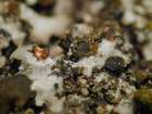 Tremella phaeophysciae Diederich & M. S. Christ.