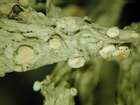 Tremella ramalinae Diederich