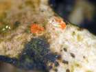Trichonectria anisospora (Lowen) van den Boom & Diederich