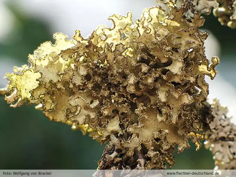 Habitus | Foto von Wolfgang von Brackel