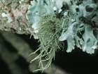 Usnea filipendula Stirt.