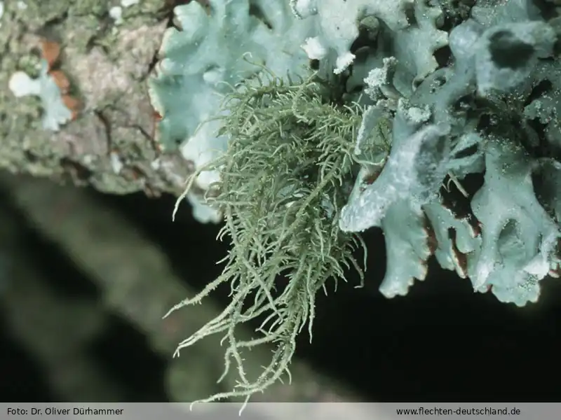 Fotografie Usnea filipendula Stirt.