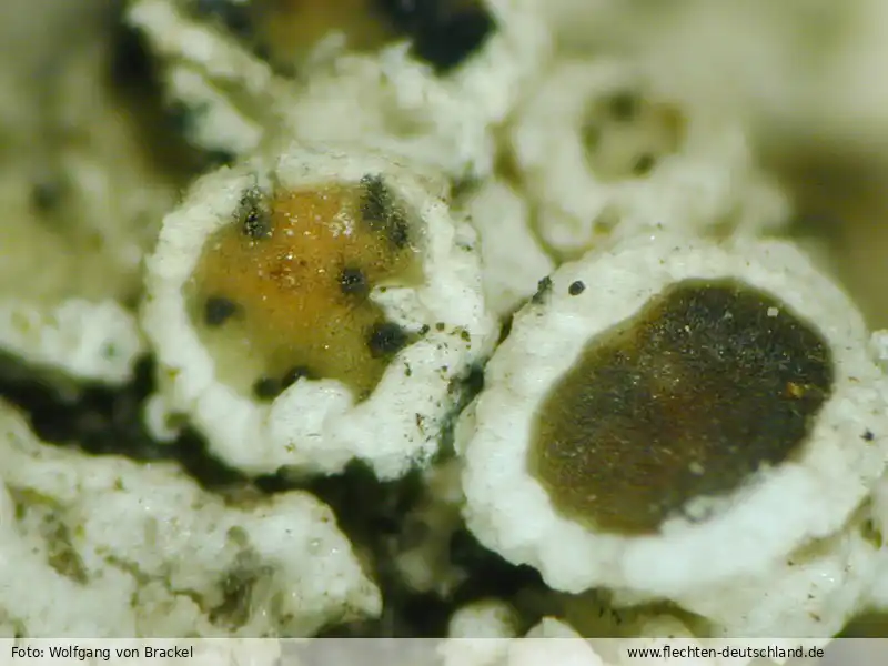 Habitus | Foto von Wolfgang von Brackel