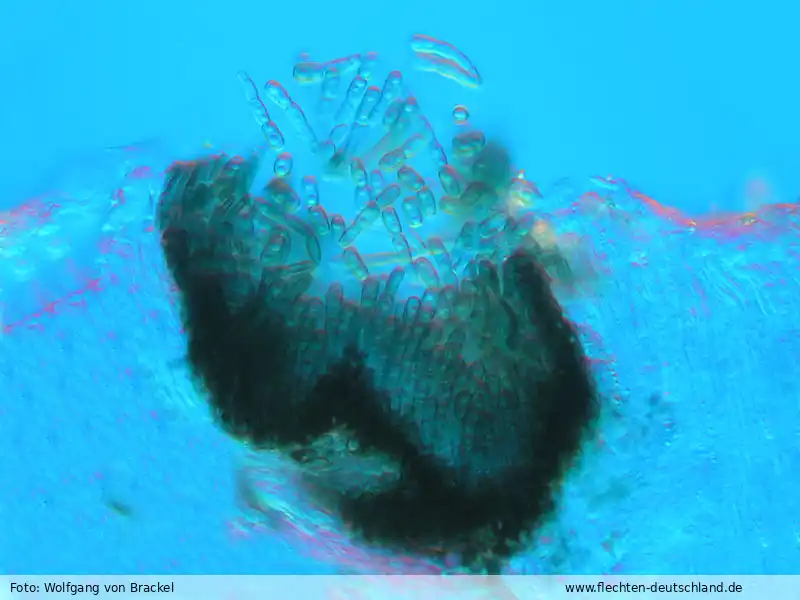 Fruchtkörper | Foto von Wolfgang von Brackel