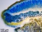 Caloplaca flavorubescens (Huds.) J. R. Laundon